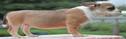 Mixed Breed dogs for sale: Willow mini bulldog hybrid  - Ad 7