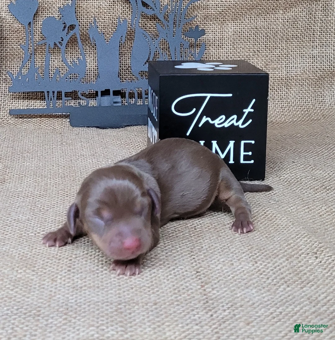 Miniature Dachshund dogs for sale: Cora AKC delivery available  - Ad 2