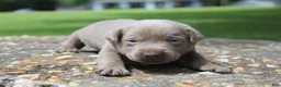 Labrador Retriever dogs for sale: Brody - Ad 7