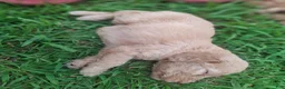 Labradoodle dogs for sale: Labradoodle 9 - Ad 9