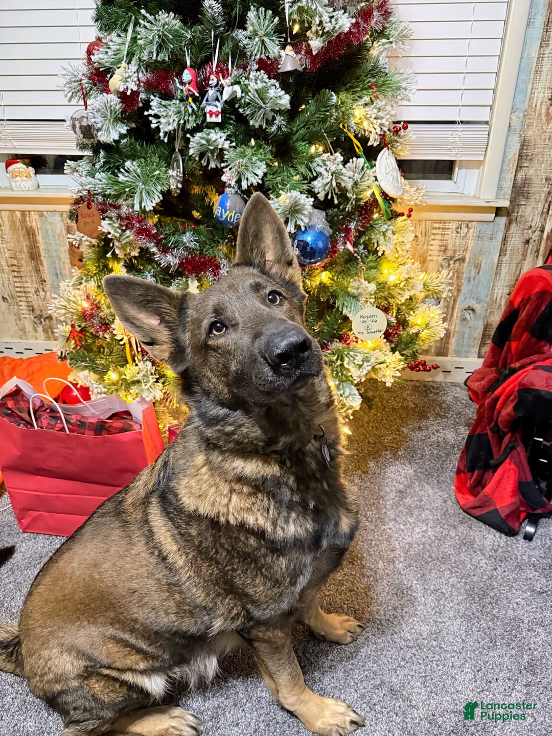 German Shepherd dogs for sale: Max - Ad 5