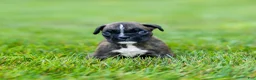 Boxer dogs for sale: Larry Boxer Puppy  - Ad 12