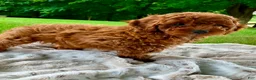 Miniature Poodle dogs for sale: Stella - Ad 4