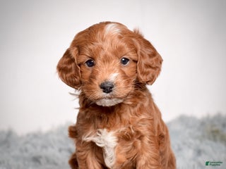 Mini Goldendoodle dogs Mr. Kai - Ad 3