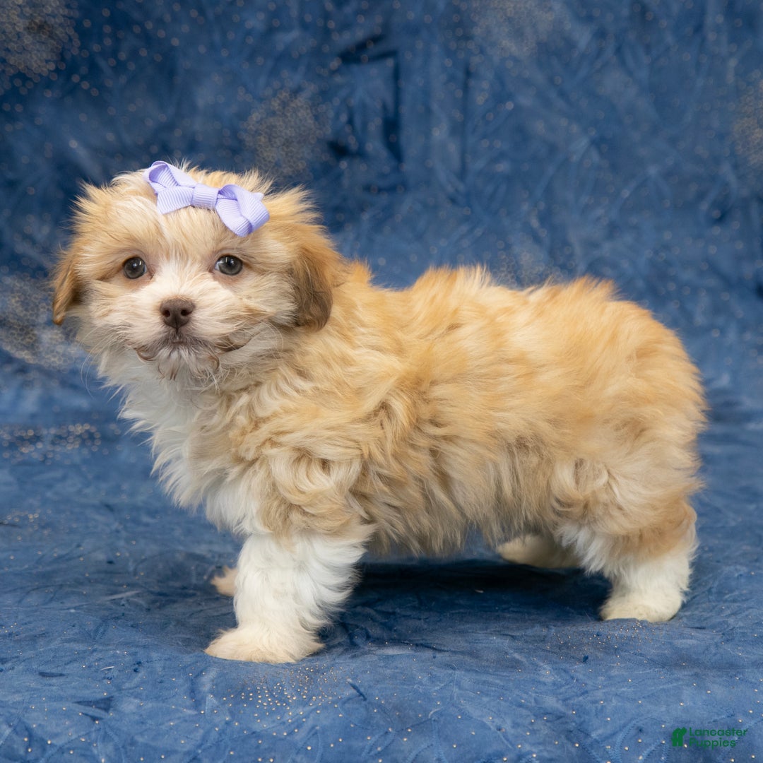 Havapoo dogs for sale: Eva - Ad 7