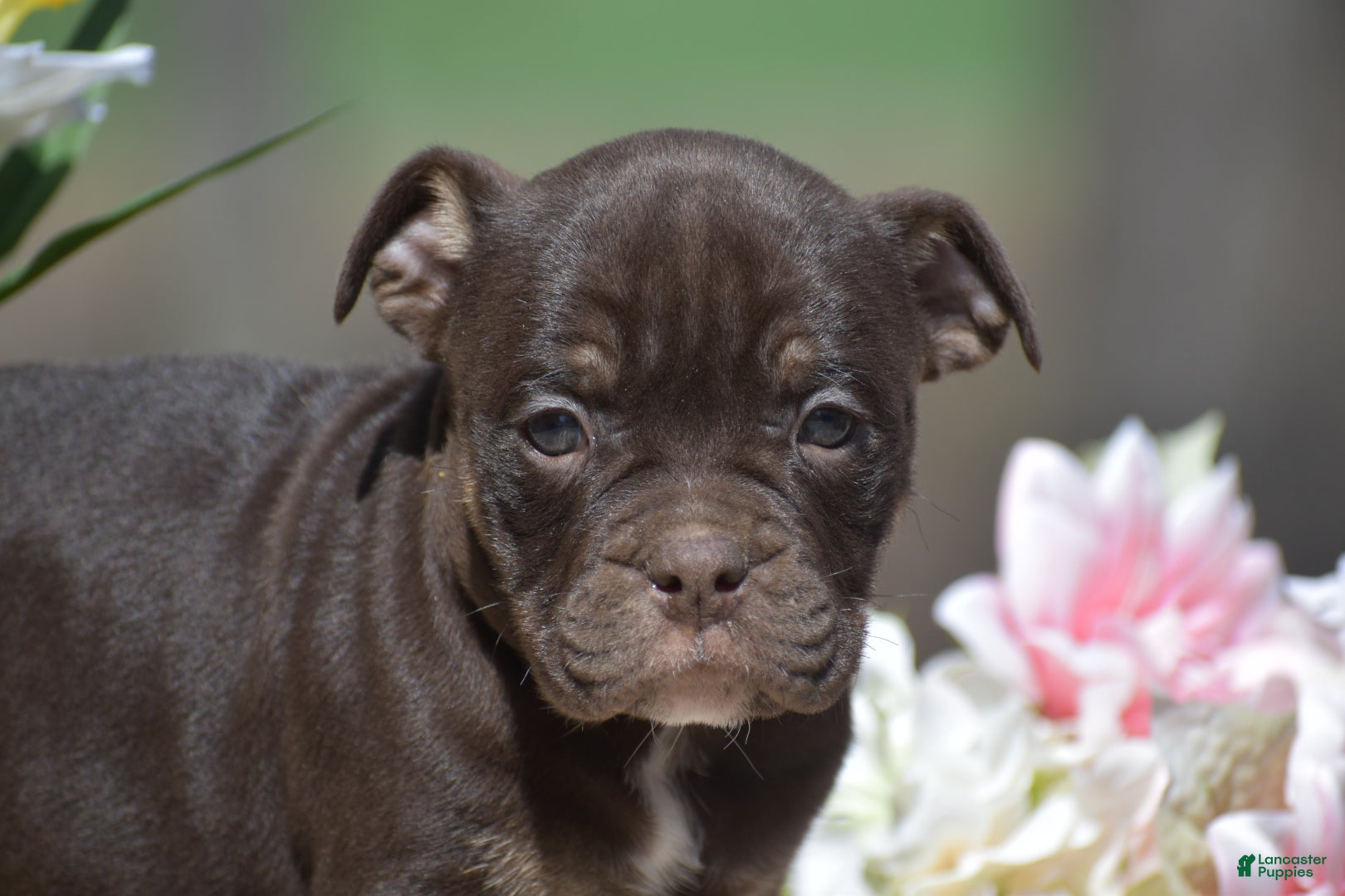Olde English Bulldogge dogs Jamison - Ad 2