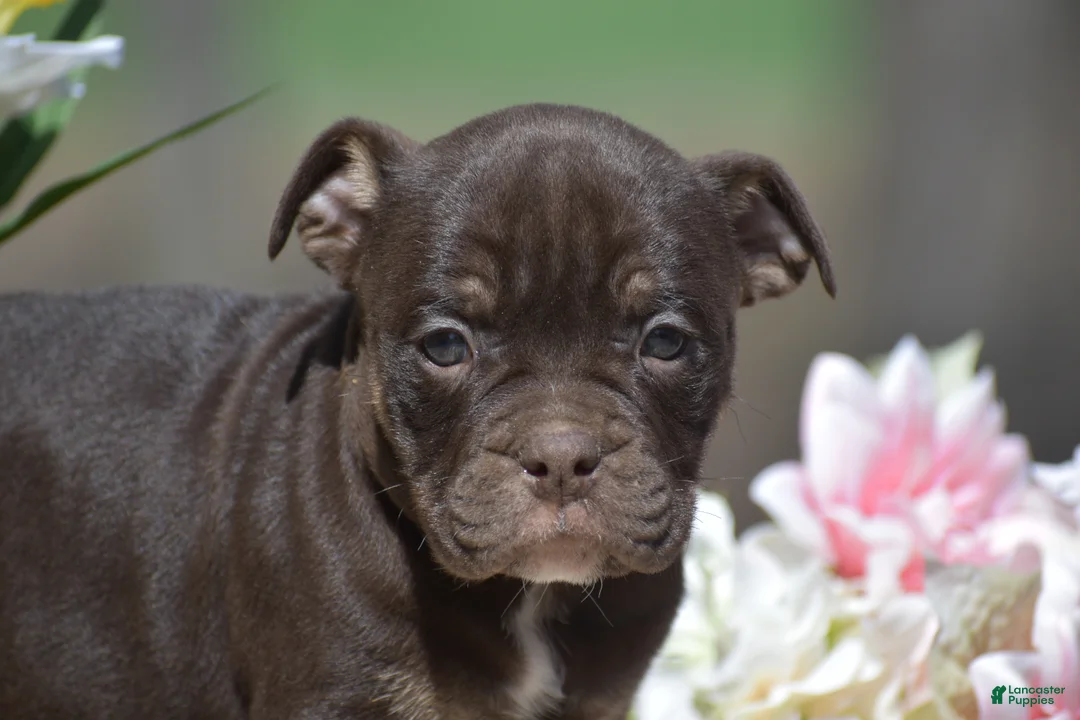 Olde English Bulldogge dogs for sale: Jamison - Ad 2