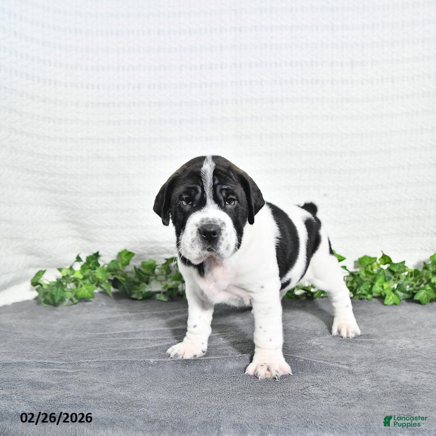 Mini Hippo dogs Oreo - Ad 1