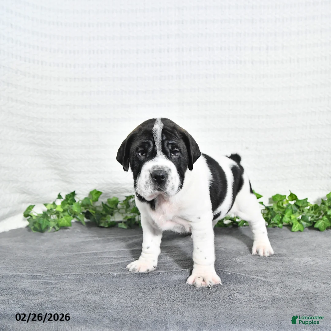 Mini Hippo dogs for sale: Oreo - Ad 1