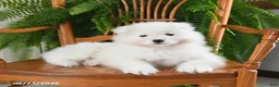 Samoyed dogs for sale: Rosie - Ad 4