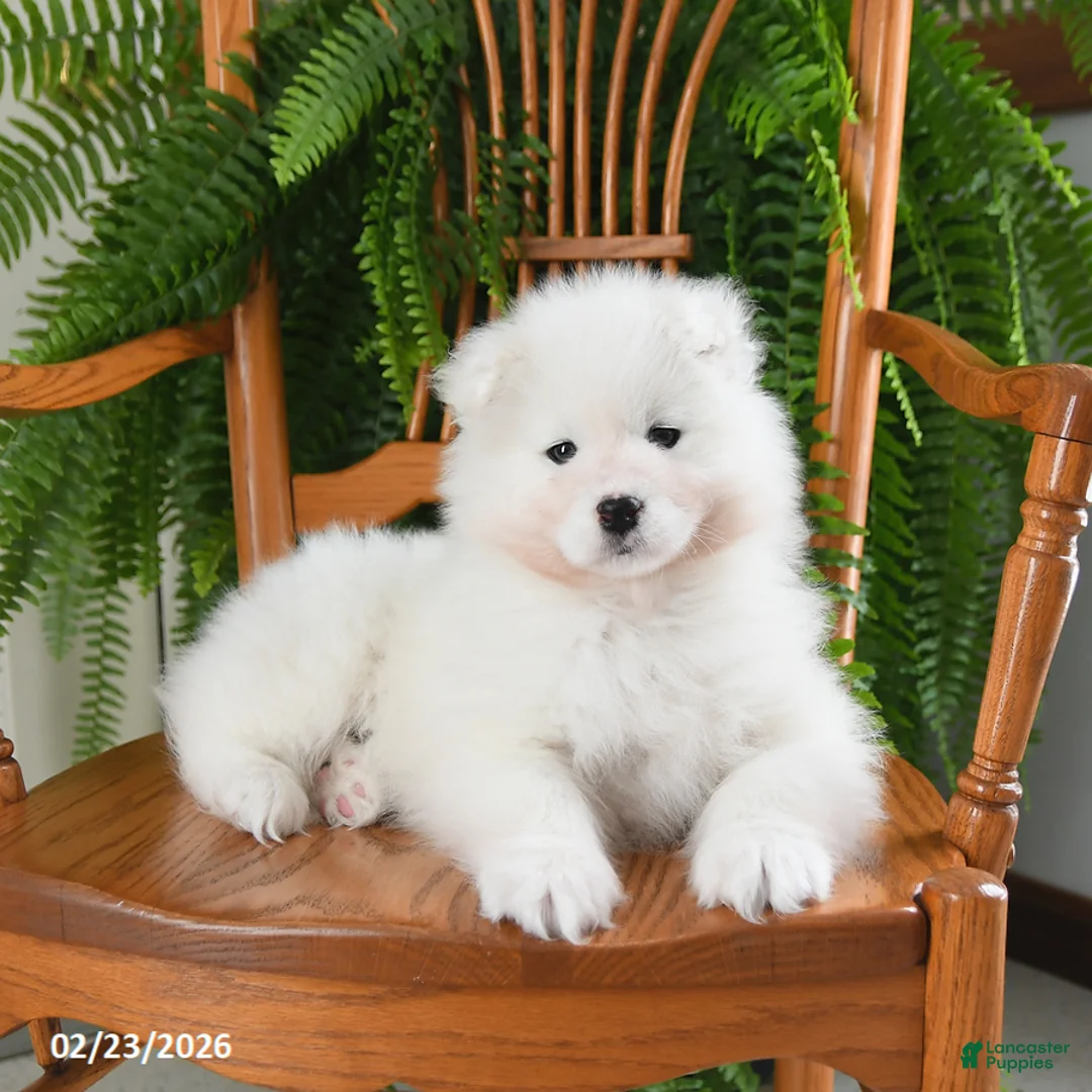 Samoyed dogs for sale: Rosie - Ad 4