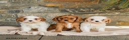Cavapoo dogs for sale: Cheddar - Ad 5