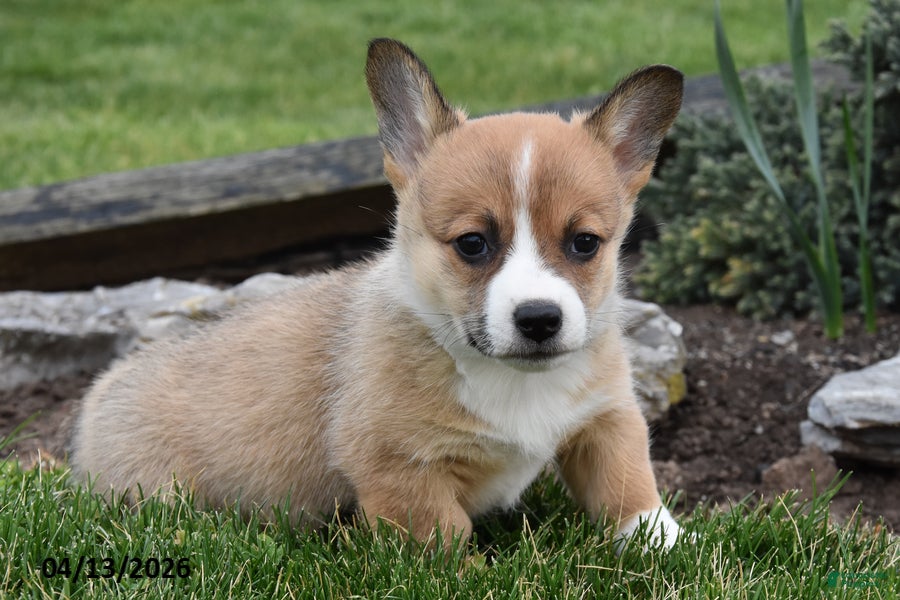 Welsh Corgi Pembroke dogs Raven - Ad 1