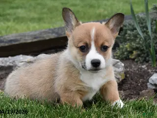 Welsh Corgi Pembroke dogs for sale: Raven - Ad 4