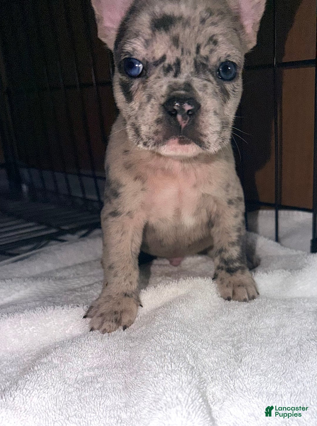 French Bulldog dogs for sale: Diesel - Ad 3