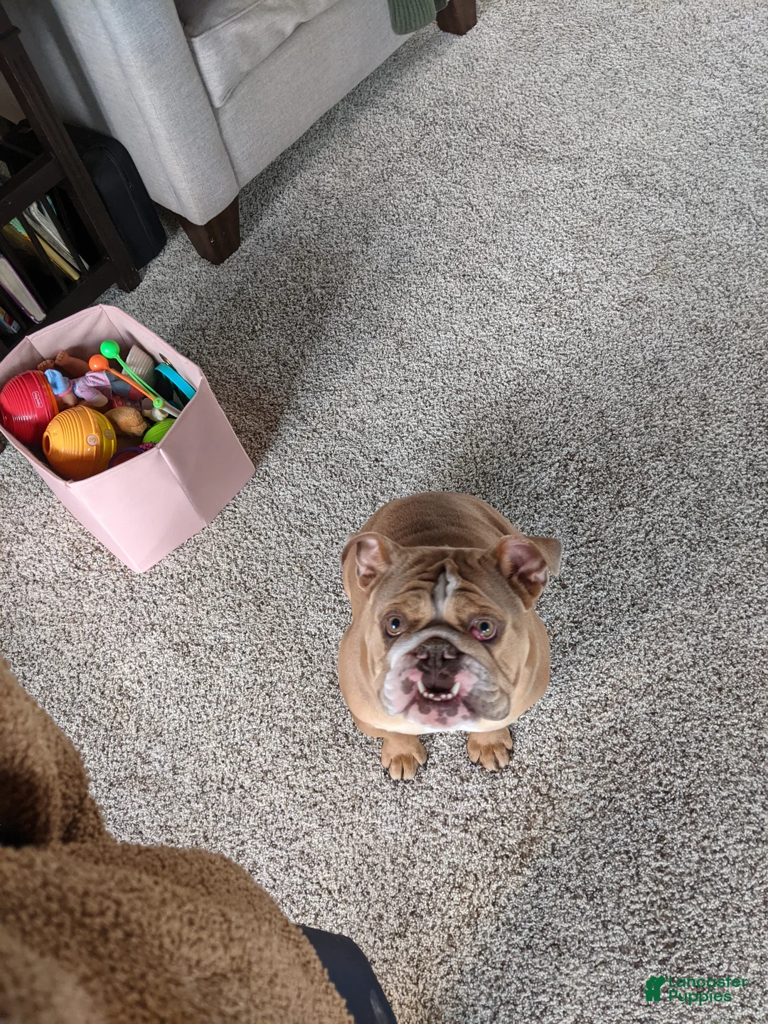 English Bulldog dogs for sale: Beatrice  - Ad 2