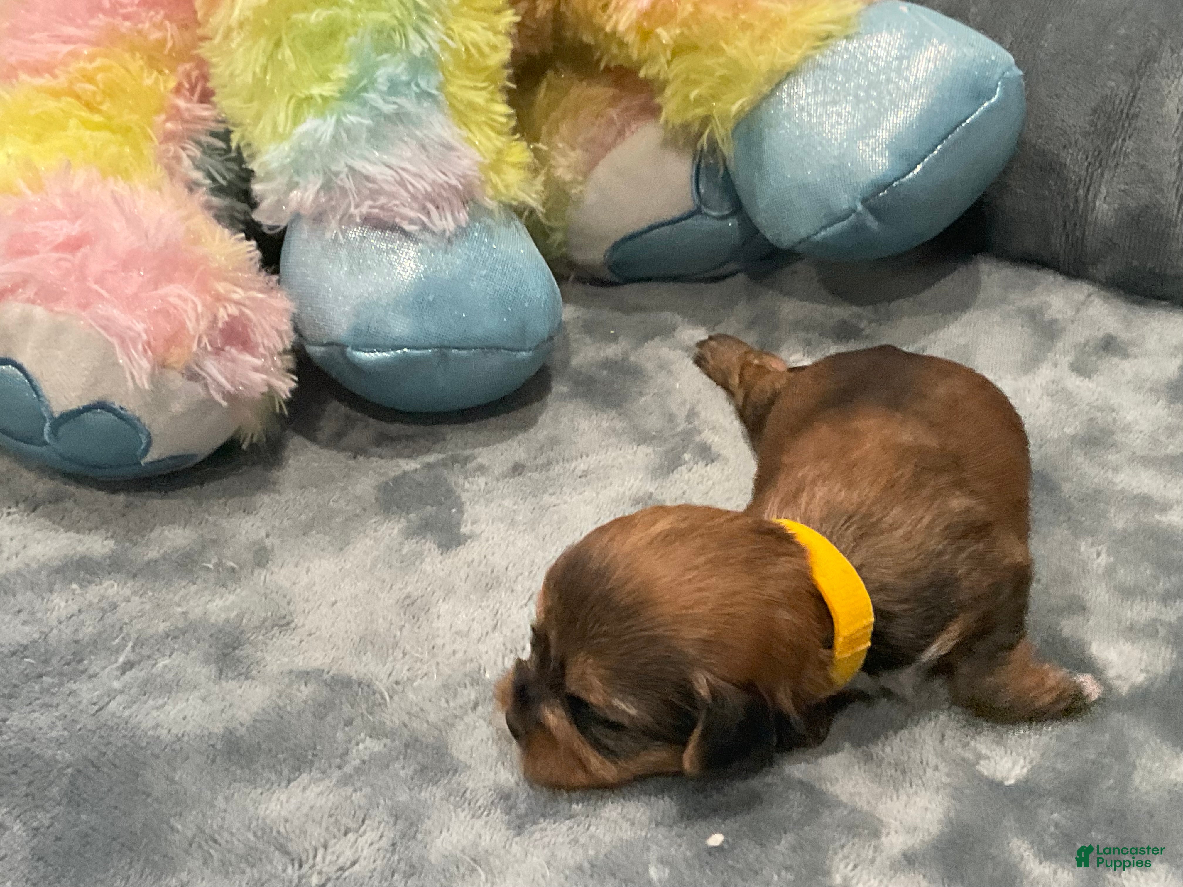 Shorkie dogs for sale: Daisy - Ad 3