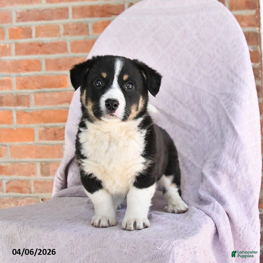 Mixed Breed dogs Cowboy - Ad 1