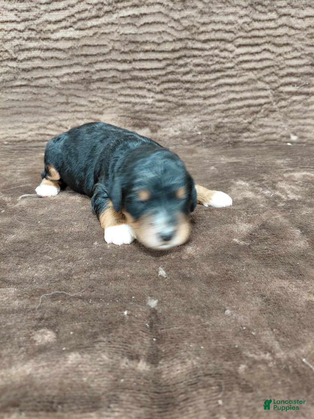 Bernedoodle dogs for sale: Bandit - Ad 3