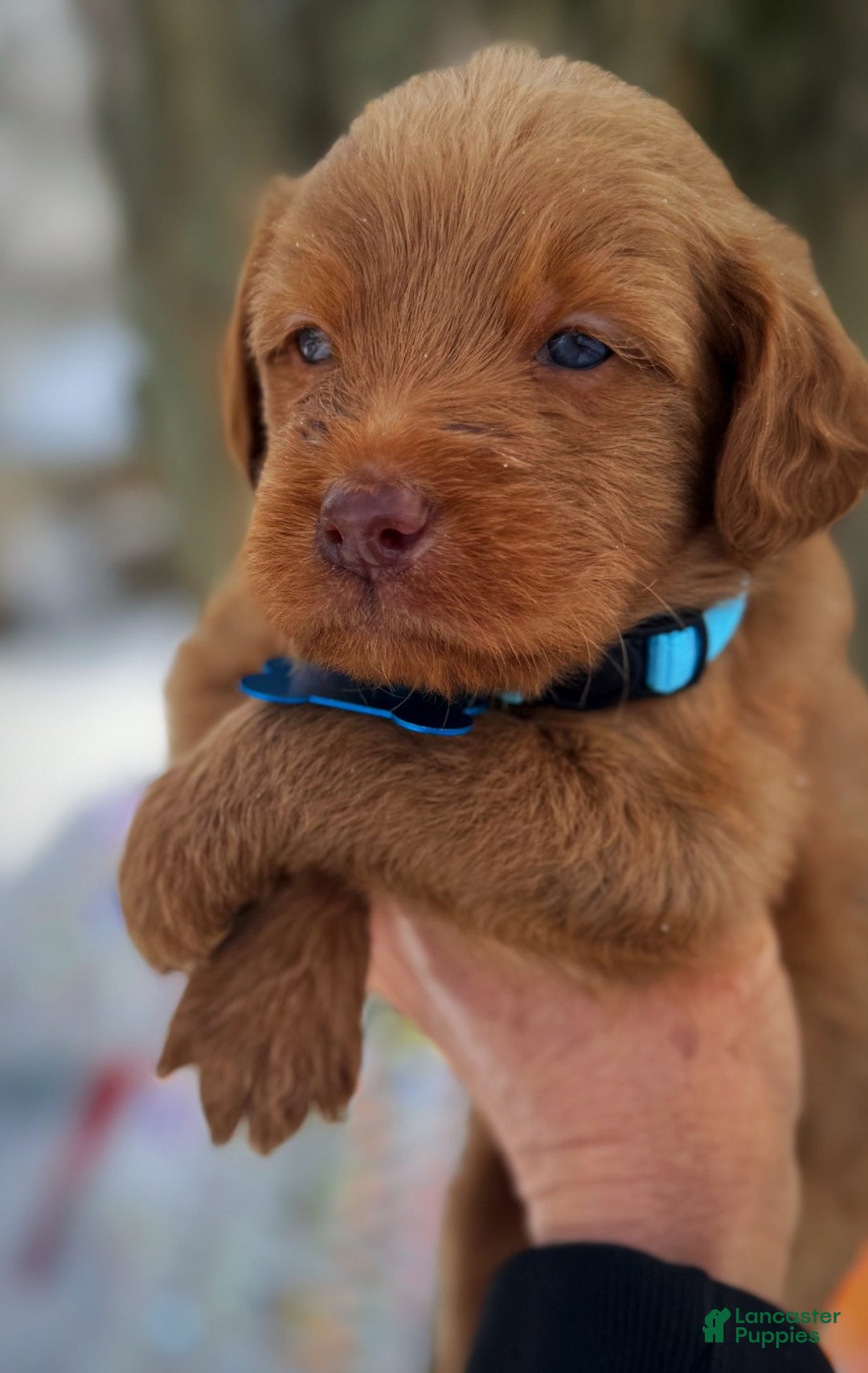 Labradoodle dogs for sale: Labradoodle Puppy 1 - Ad 19