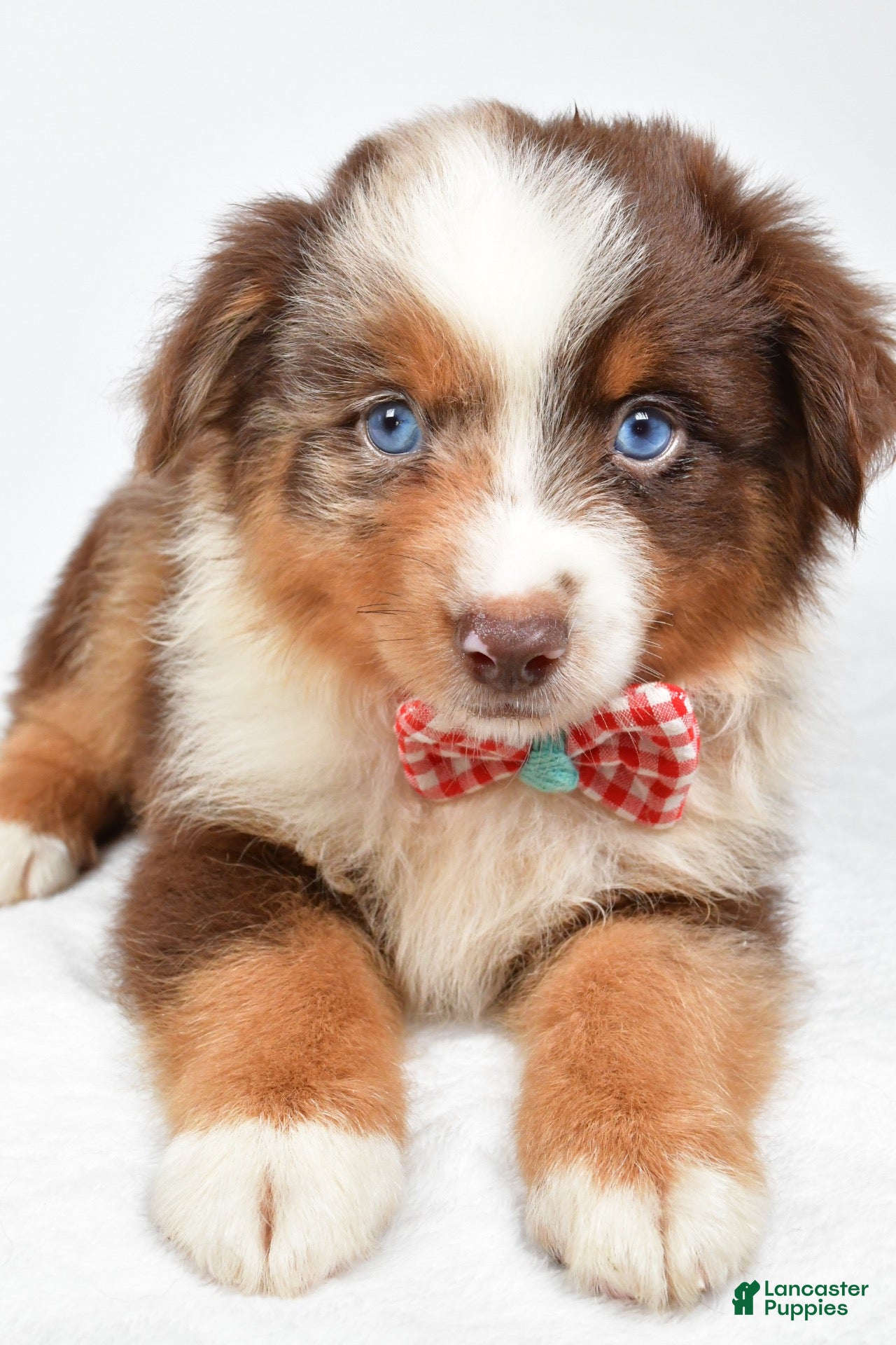 Miniature Australian Shepherd dogs Jagger - Ad 1