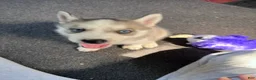 Siberian Husky dogs for sale: Suppy AKC - Ad 5