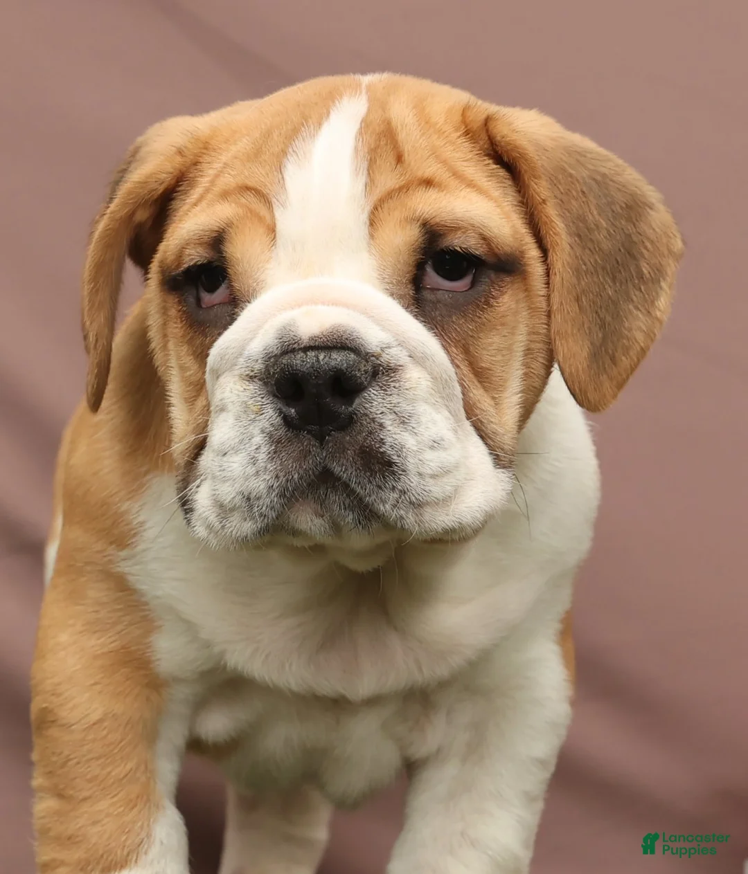 Beabull dogs for sale: Ryder - Ad 6