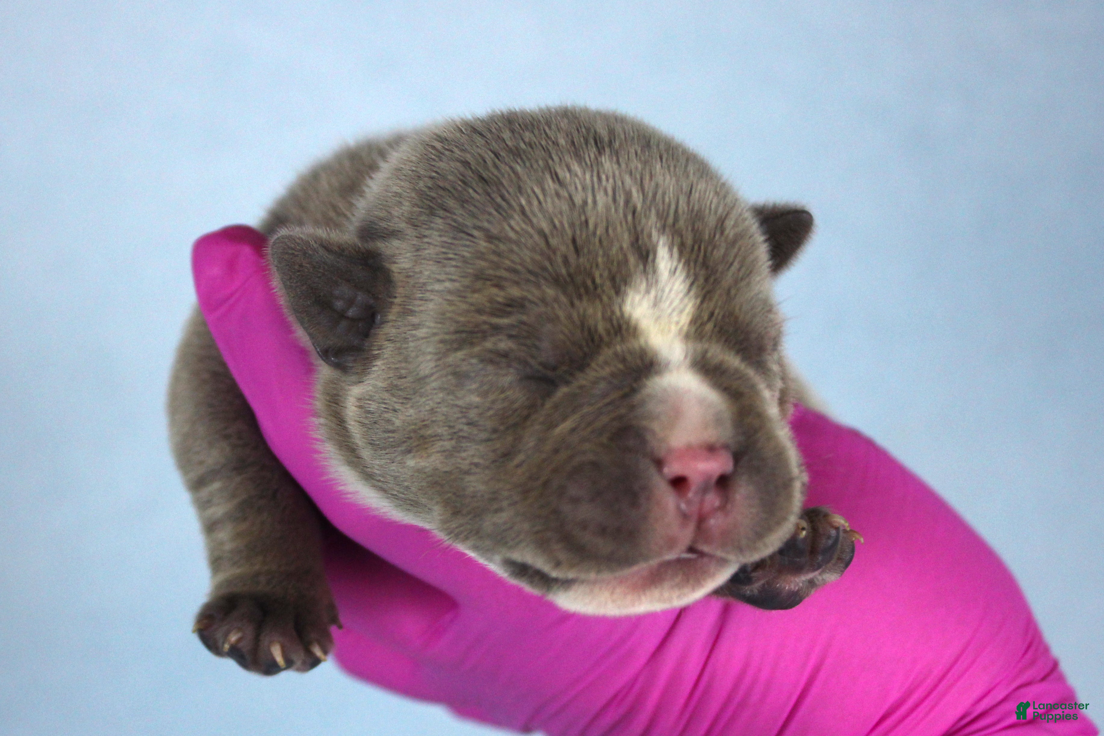 American Bully dogs Lilac Female - Ad 1