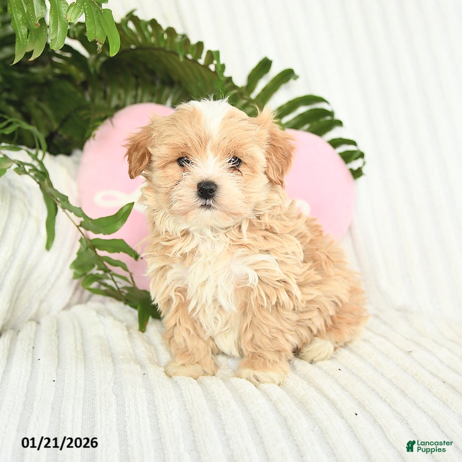Mixed Breed dogs Levi - Ad 39