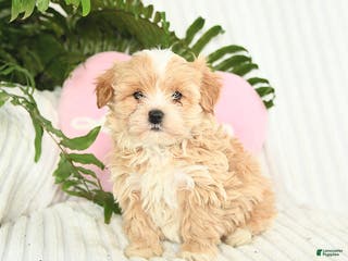 Mixed Breed dogs Levi - Ad 18