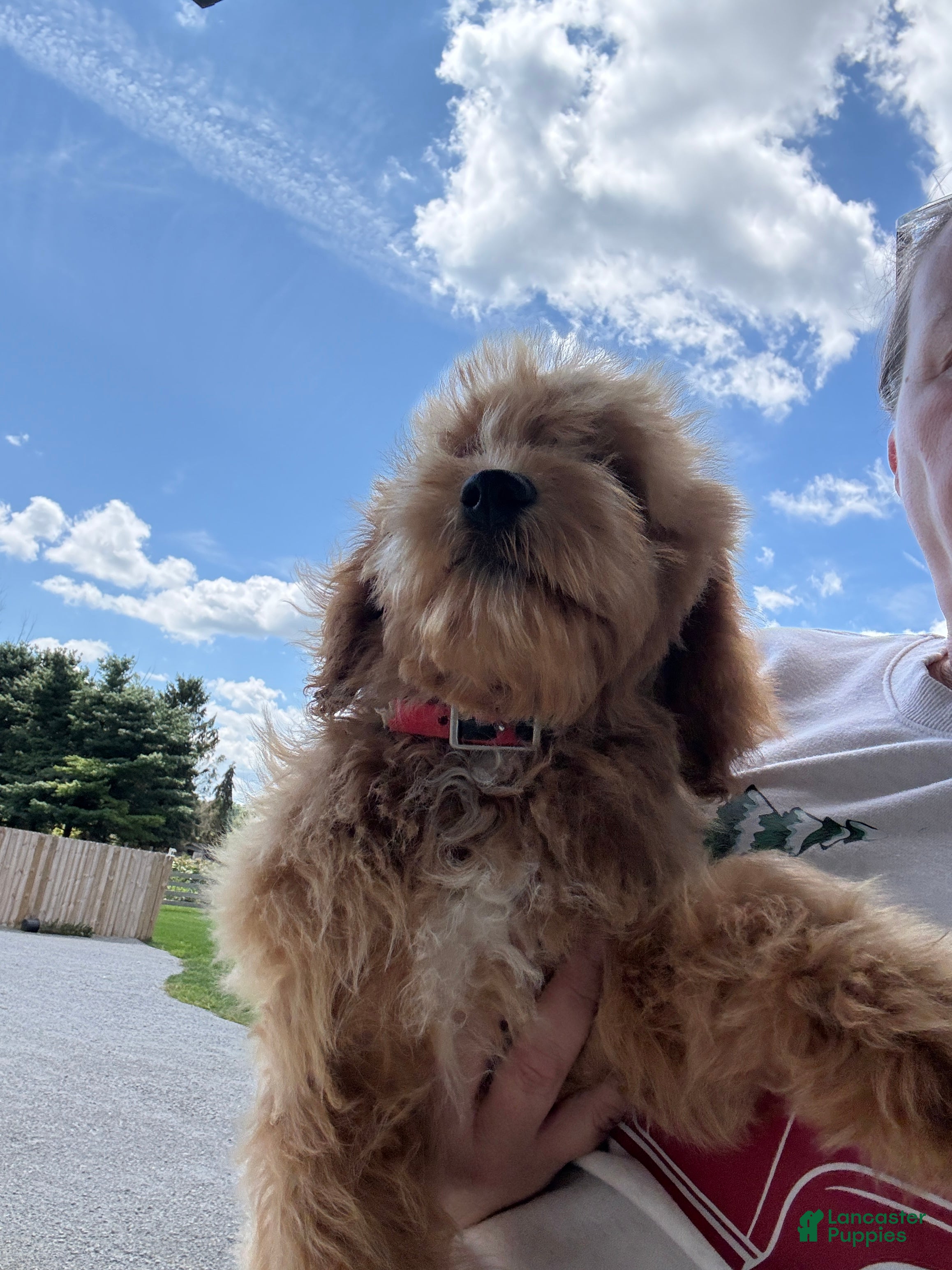 Mini Goldendoodle dogs Alice - Ad 2