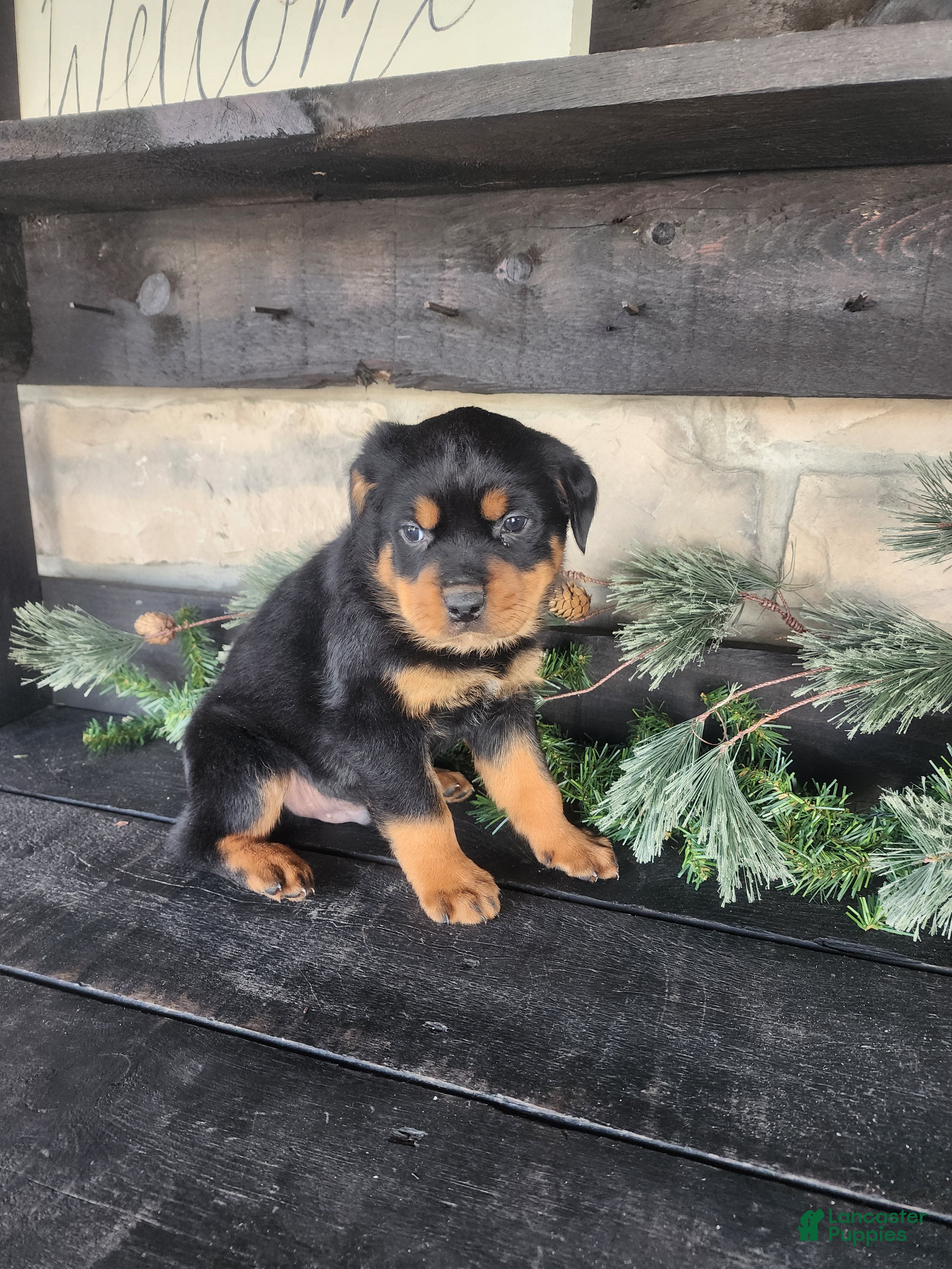 Rottweiler dogs Buster - Ad 2