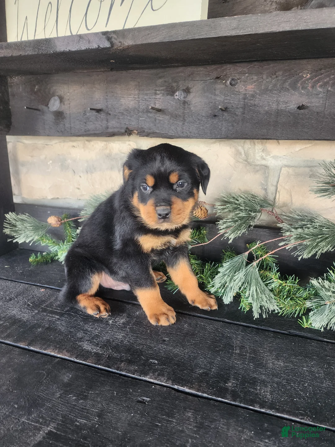 Rottweiler dogs for sale: Buster - Ad 2