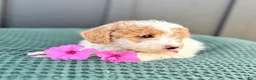 Mini Goldendoodle dogs for sale: SOPHIE - Ad 8