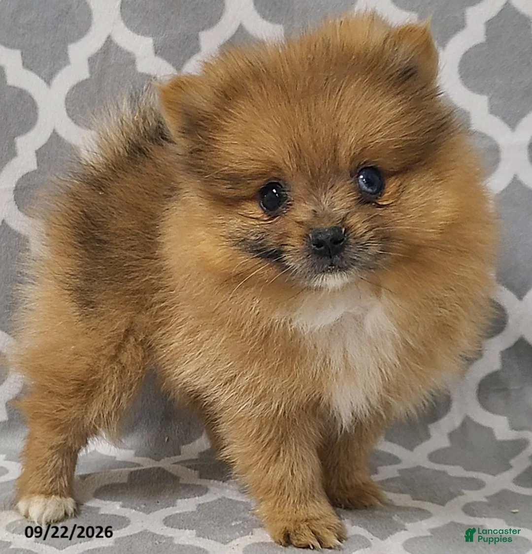 Pomeranian dogs for sale: Nutmeg - Ad 3