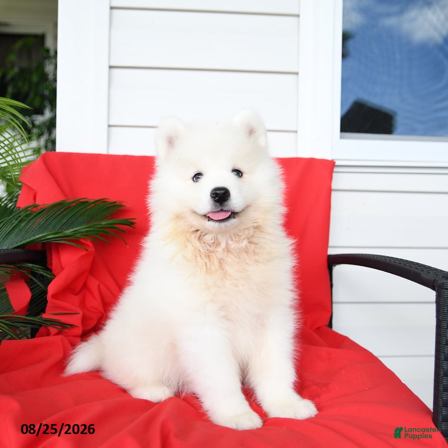 Samoyed dogs Lazer - Ad 1