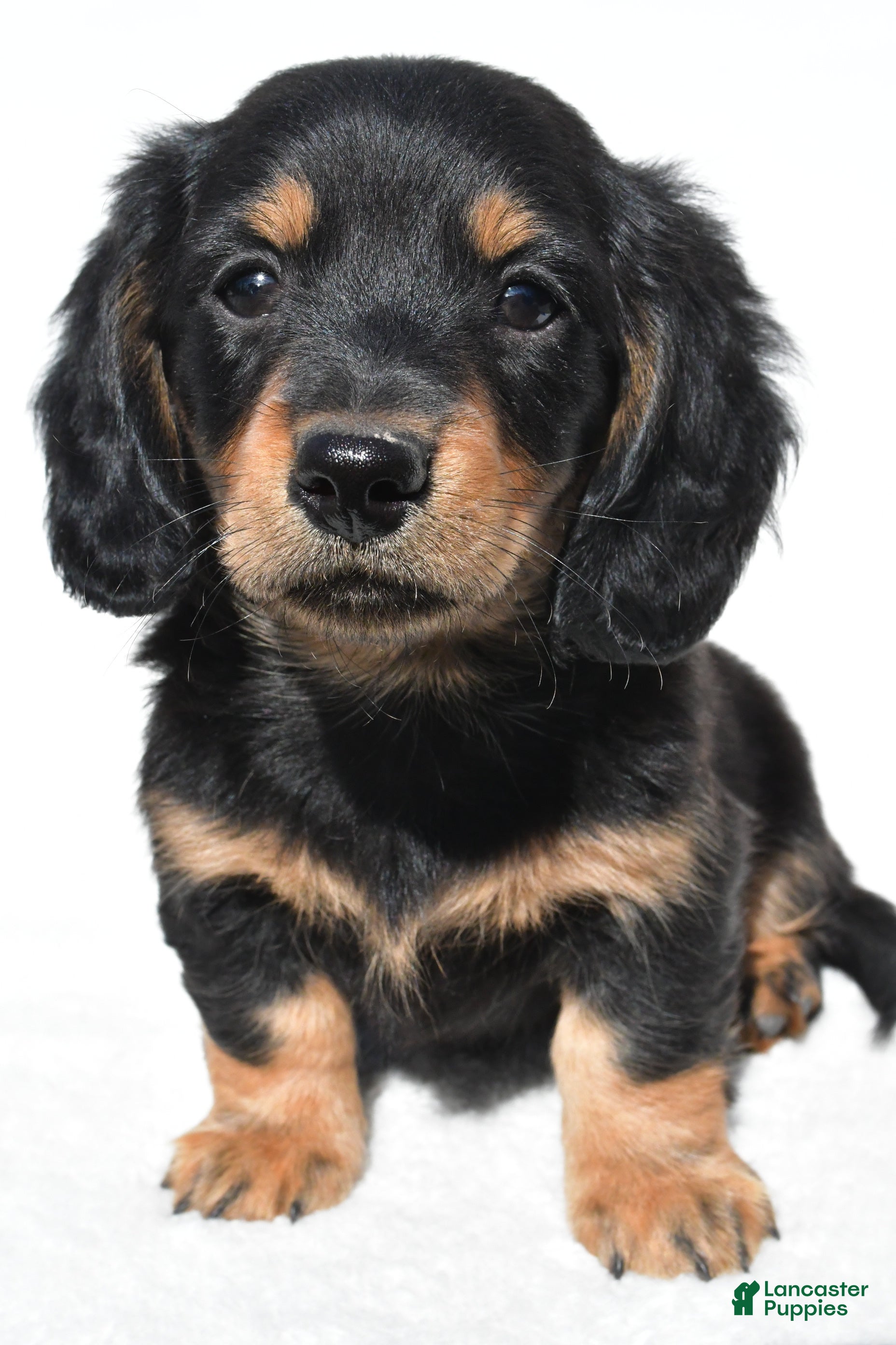 Miniature Dachshund dogs for sale: Alex - Ad 2