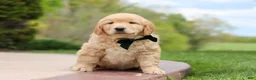 Golden Retriever dogs for sale: Anson - Ad 5