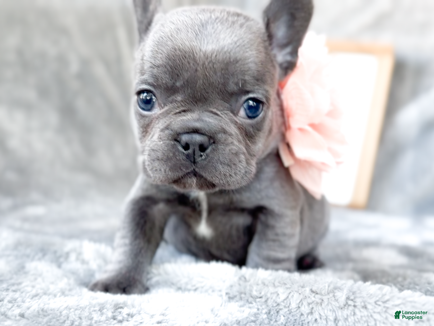 French Bulldog dogs Guava Blue AKC Female Frenchie - Ad 2