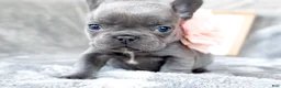 French Bulldog dogs for sale: Guava Blue AKC Female Frenchie - Ad 2
