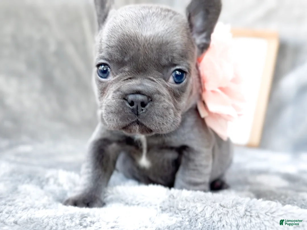 French Bulldog dogs for sale: Guava Blue AKC Female Frenchie - Ad 2