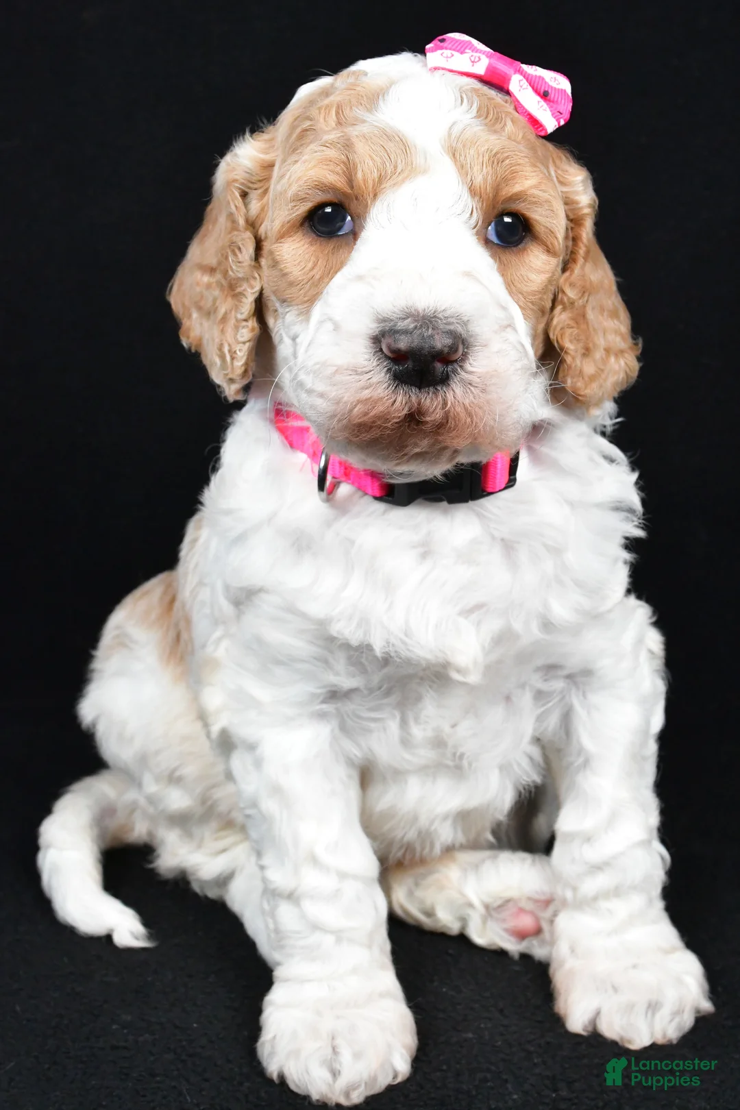 Standard Poodle dogs for sale: Faye - Ad 3