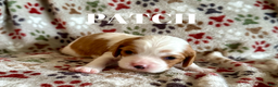 Cavalier King Charles Spaniel dogs for sale: Patch - Ad 1