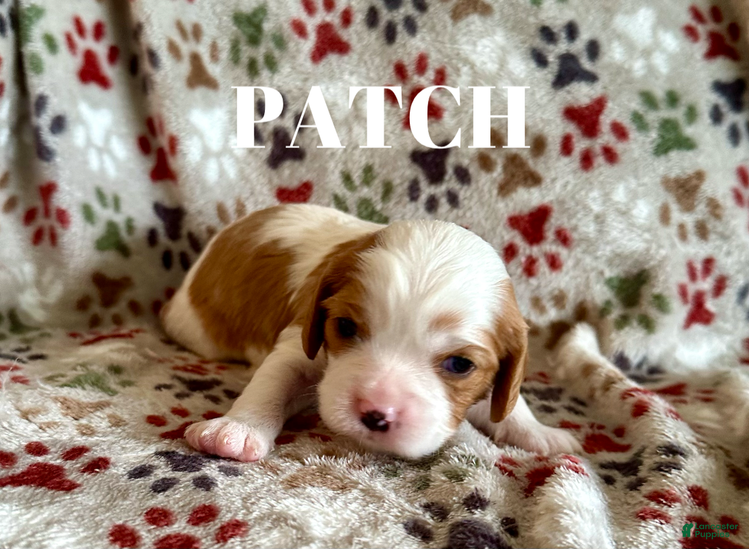 Cavalier King Charles Spaniel dogs for sale: Patch - Ad 1