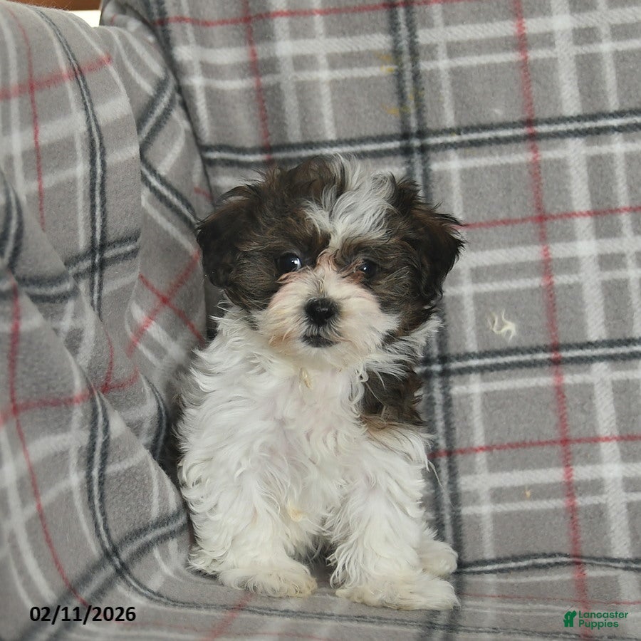 Mixed Breed dogs Quincy - Ad 2