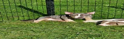 American Bully dogs for sale: American Bully 1 - Ad 11