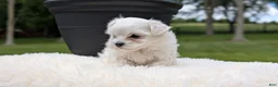 Maltese dogs for sale: Macy - Ad 12