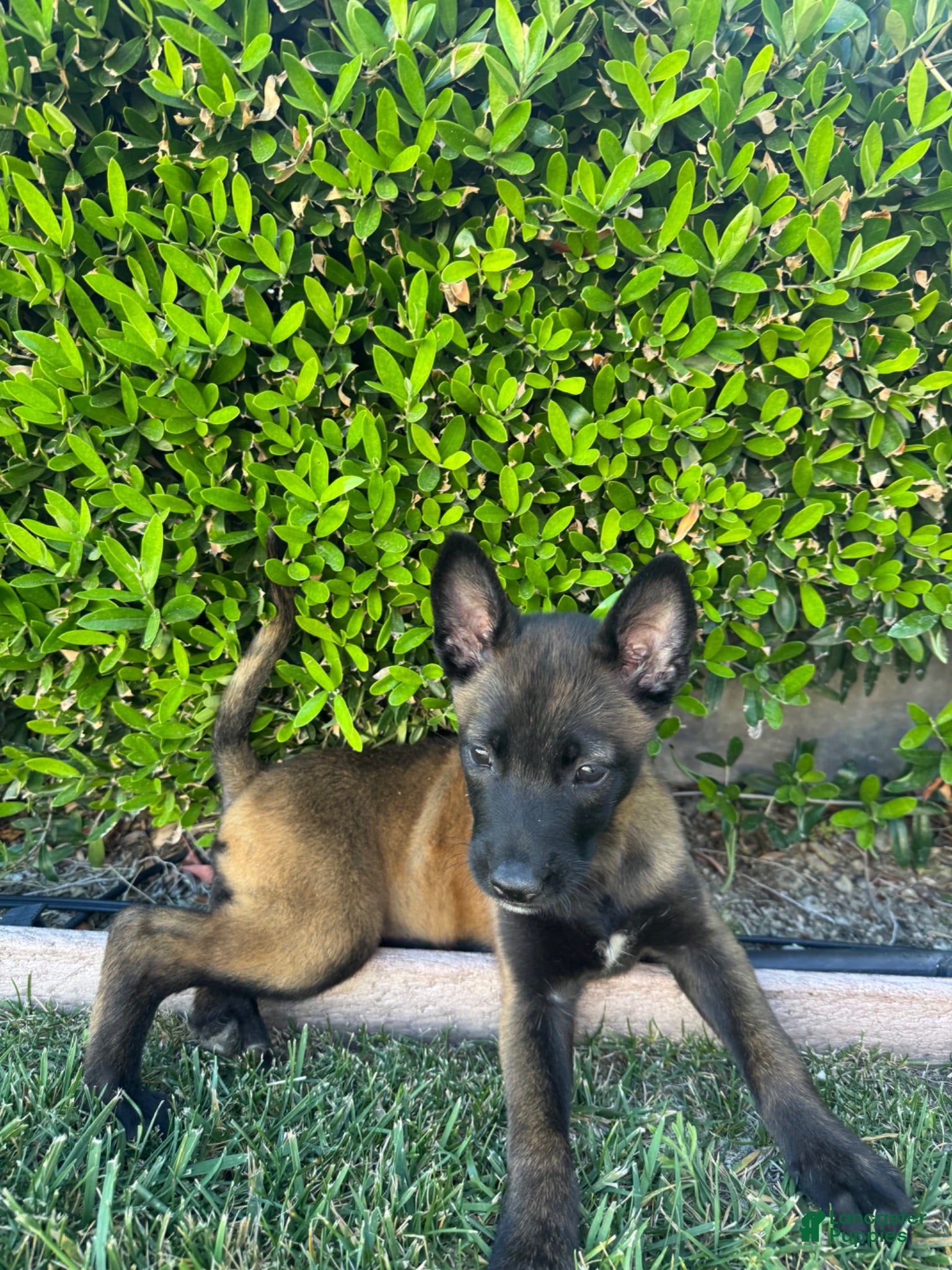 Belgian Malinois dogs Belgian Malinois 1 - Ad 2
