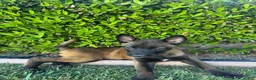 Belgian Malinois dogs for sale: Belgian Malinois 1 - Ad 2