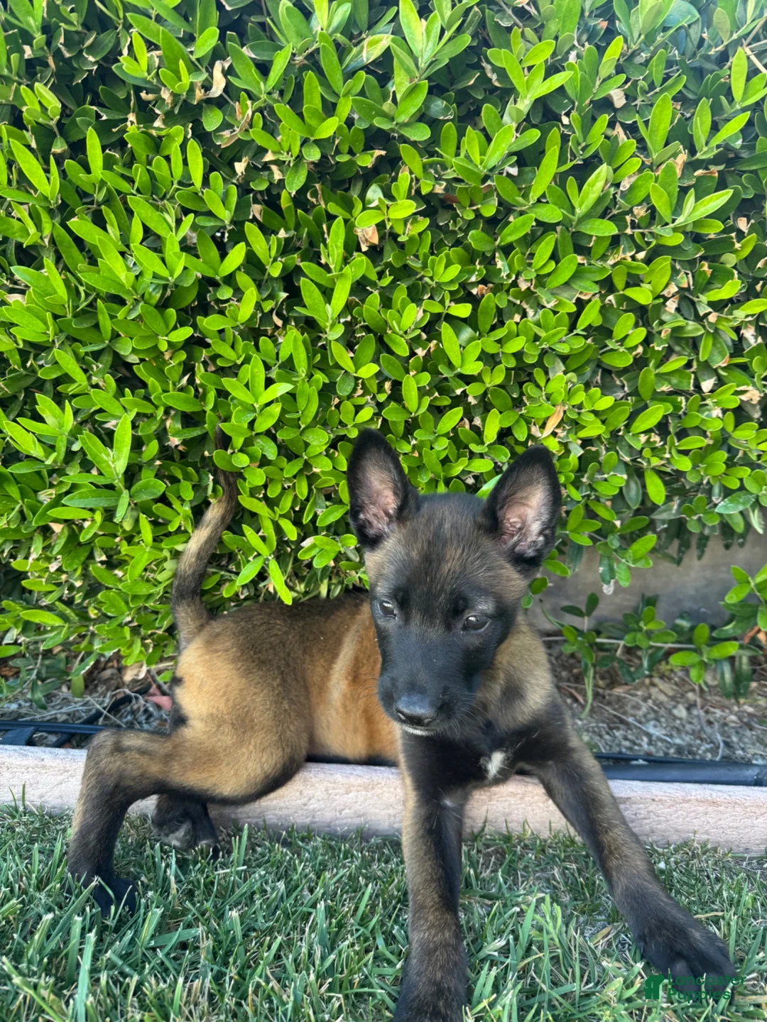 Belgian Malinois dogs for sale: Belgian Malinois 1 - Ad 2